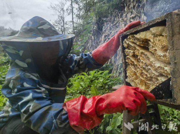 富投恒盈 建始刘小培：野三口上养蜂人
